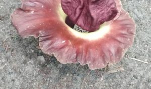 IMG-20180421-WA0036 Bunga unik yang tumbuh di pagar Siti Fatimah warga Kundur