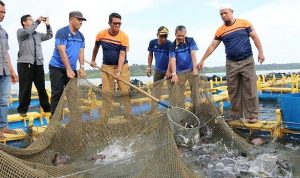 WhatsApp Image 2018-04-09 at 14.48.44 Bupati Bintan saat panen bersama dengan kelompok tani budidaya ikan di Kabupaten Bintan