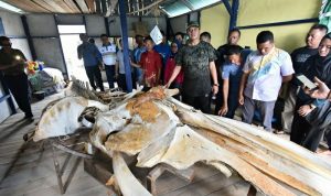 d1b1942c-dc77-468a-a4cf-f2fab7e03c0d Bupati Bintan Apri Sujadi melihat rangka ikan raksasa saat berkunjung ke Tambelan