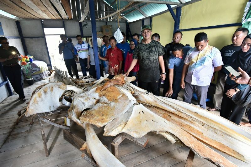 Bupati Bintan Apri Sujadi melihat rangka ikan raksasa saat berkunjung ke Tambelan