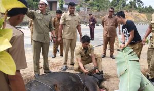 440 Ekor Hewan Kurban Menyebar di 6 Kecamatan Kab Bintan.
