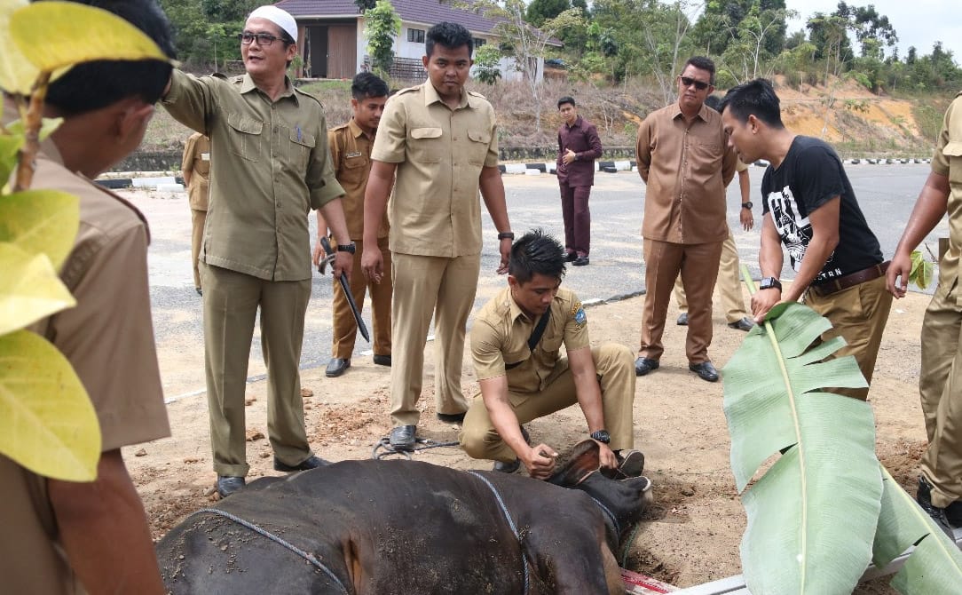 440 Ekor Hewan Kurban Menyebar di 6 Kecamatan Kab Bintan.