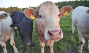 Indonesia Stop Impor Sapi dari Australia