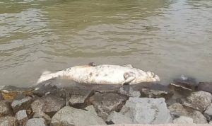 Bangkai Dugong Kembali Terdampar di Karimun, Penyebab Kematian Belum Terkuak